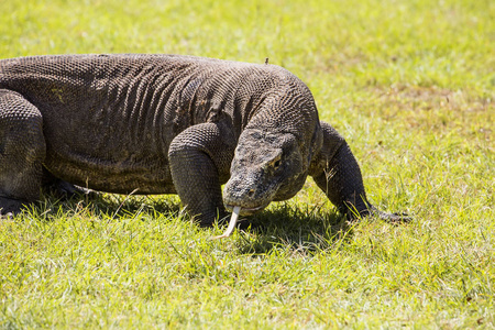 巨蜥 komodoensis, 印尼 Rinca 岛, 科莫比龙