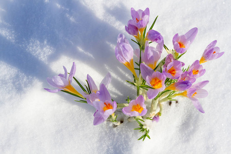 首先蓝红花，春天藏红花在蓬松的雪花