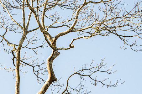 孤独的一棵树图片