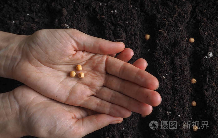 背景与泥炭盆和地面春季种植工作在地上播种春天的种子