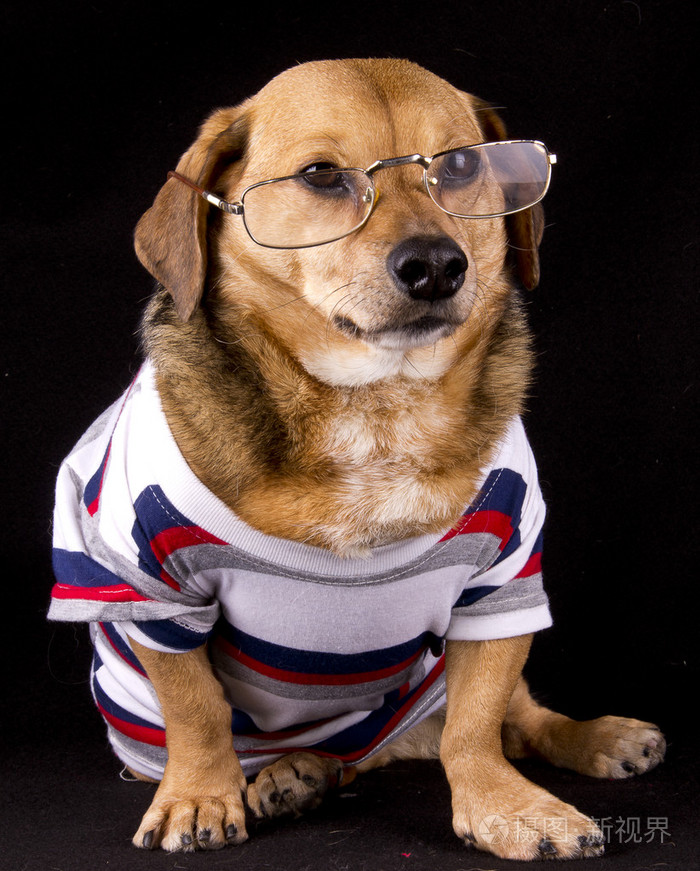 眼镜狗
