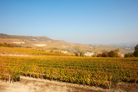 意大利的阳光明媚的一天, 秋天的葡萄园和丘陵与黄叶