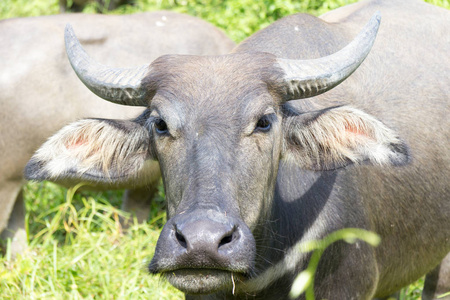 泰国水牛在农场图片