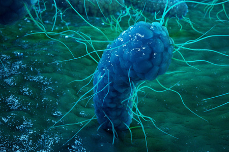 enterobacterias 克 negativas proteobacteria, 细菌如沙门氏菌