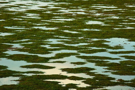 绿色泻湖在平静的天气与海藻在表面上