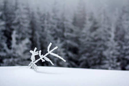 冬季景观与白雪覆盖的小松树图片