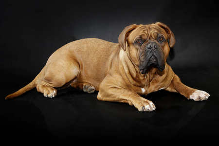 波尔多獒犬价格图片