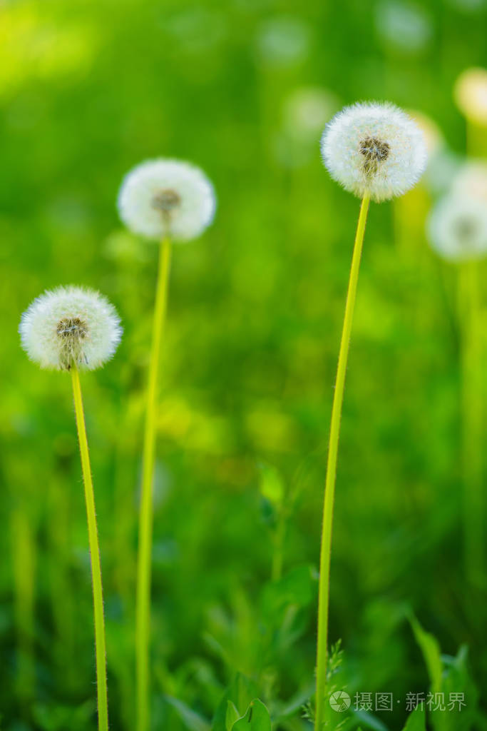 三蒲公英, 自然绿色模糊背景.垂直位置