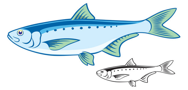 原始的沙丁鱼的鱼图片-原始的沙丁鱼的鱼素材-原始的沙丁鱼的鱼插画