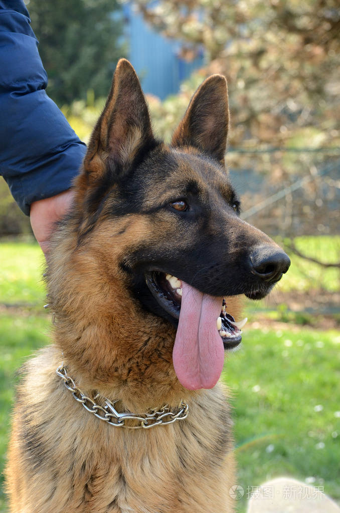 德国牧羊犬特写