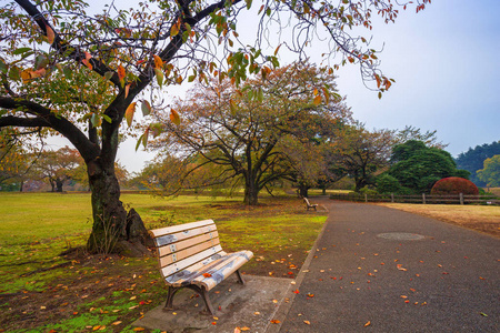 秋天在新宿公园，日本，东京