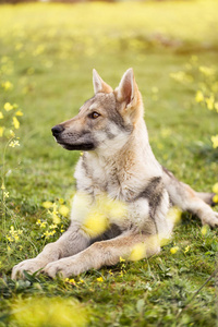 美丽的年轻的捷克 wolfdog pupppy 在黄色的花朵