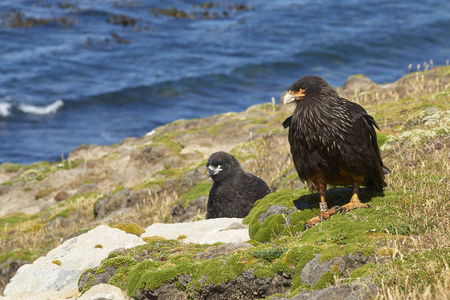 纹状 Caracara Phalcoboenus 与他们几乎完全生长的小鸡在在福克兰群岛的胴体岛悬崖上