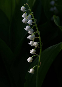 朵朵山谷的百合花