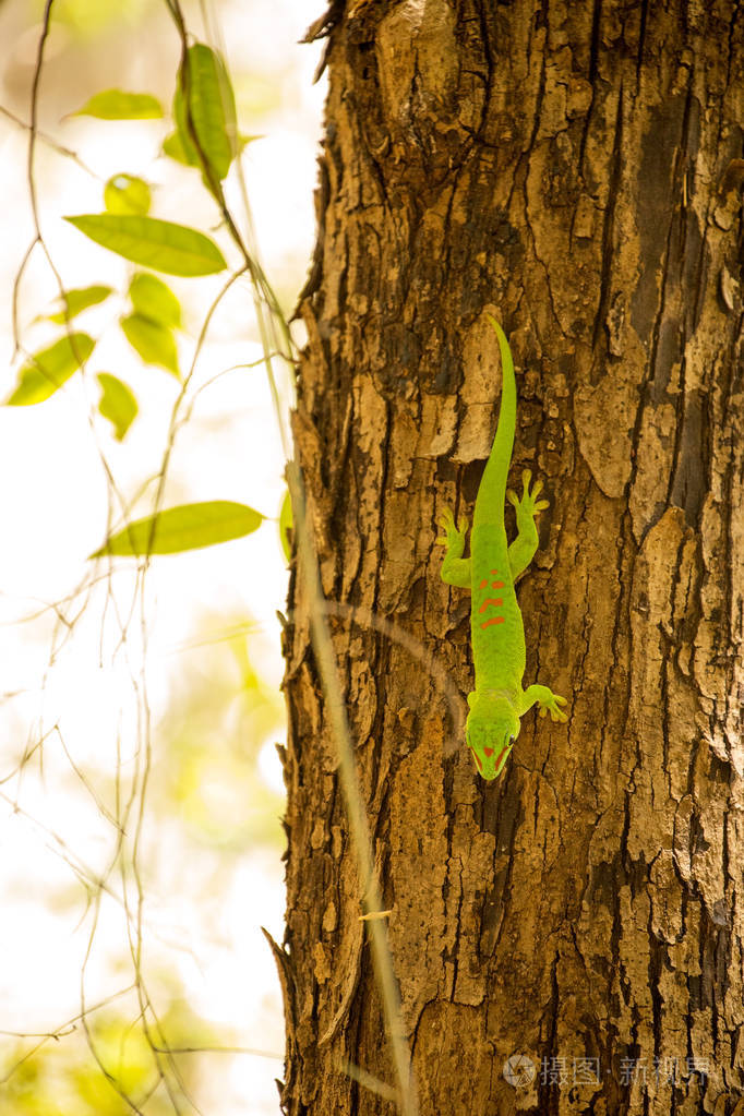 马达加斯加天壁虎 Phelsuma 猴原产于 自然的绿色宝石 Ankaran 马达加斯加照片 正版商用图片07pxiw 摄图新视界