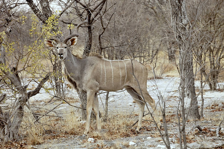 纳米比亚 Etosha 国家公园的男性大羚Tragelaphus strepsiceros