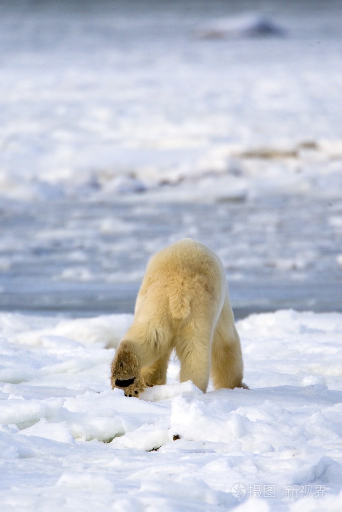 后面一只北极熊