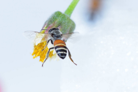 一只蜜蜂在白色背景下飞行