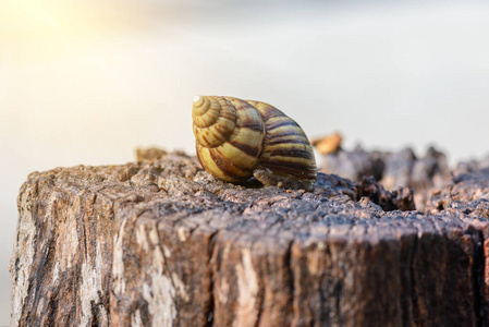 贝壳上的大蜗牛在木质上爬行