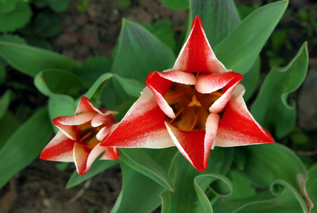 红色三角形郁金香的顶视图