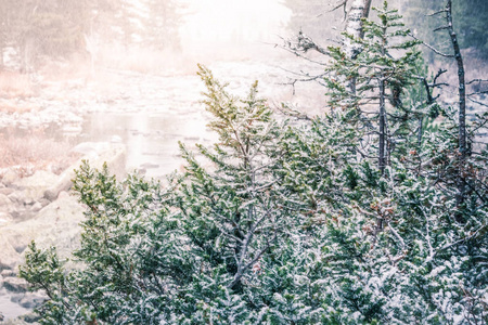 雪下的绿色云杉树枝。森林中的降雪