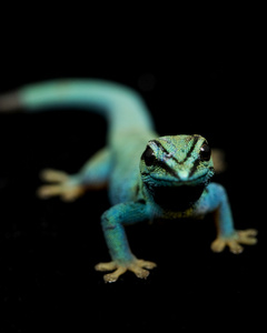 电蓝日壁虎Lycodactylus Williamsi