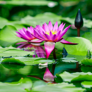 美丽的粉红色莲花或池塘里的水百合照片