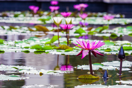 美丽的粉红色莲花睡莲池塘里