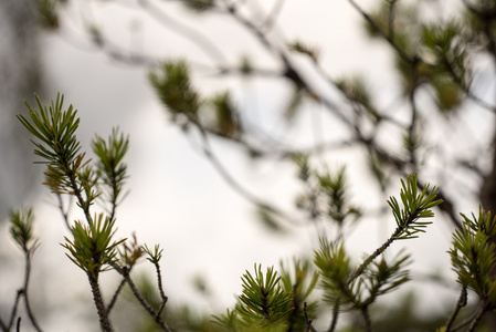 特写的美丽绿色的植物，与模糊背景