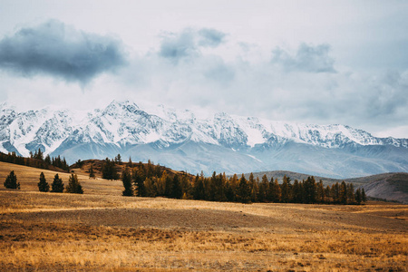 山谷中的松树林。山脉的美景