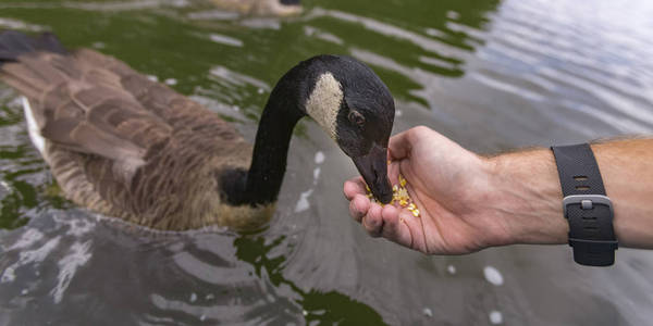 鸭子吃玉米图片