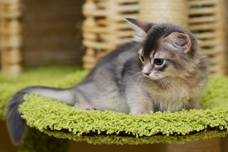 室内的可爱索马里猫咪