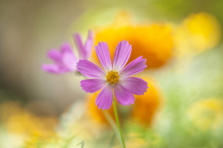 美丽的花