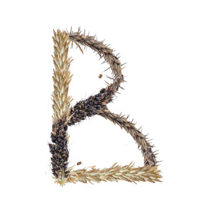 干高粱小穗的字母 B, 草和玉米花序的叶片, 在白色背景下分离