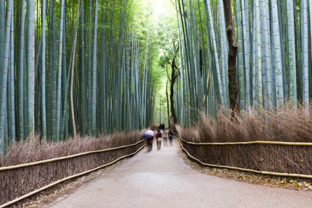 竹森林，京都，日本