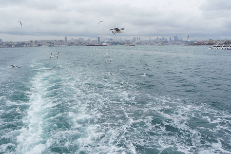 在海的上空飞翔的海鸥