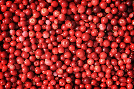 成熟的小红莓图片