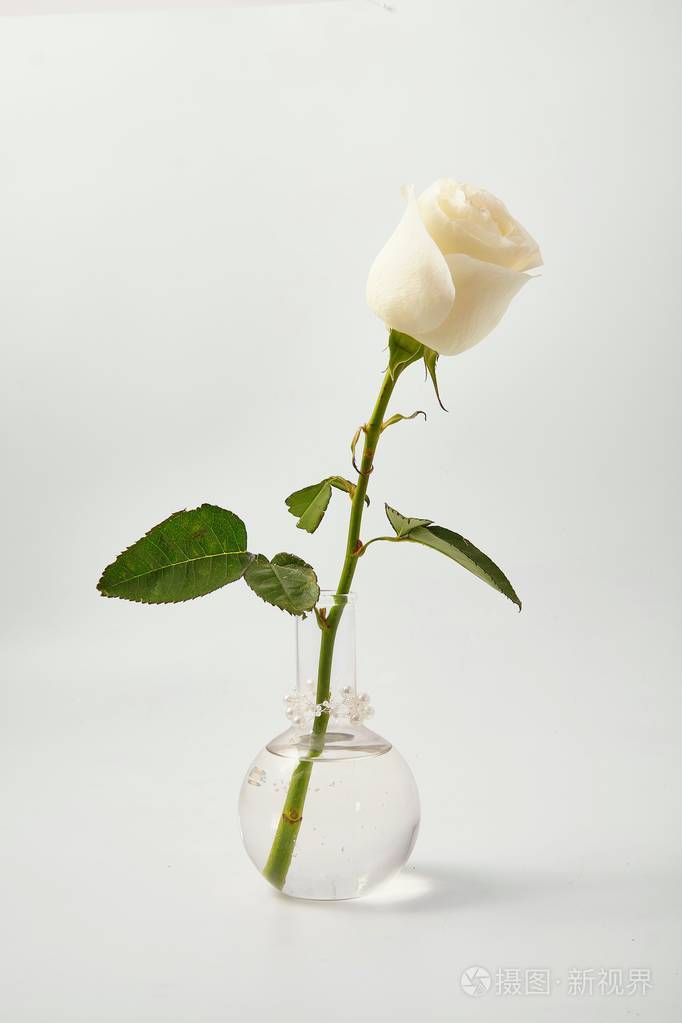 白玫瑰背景图ins图片