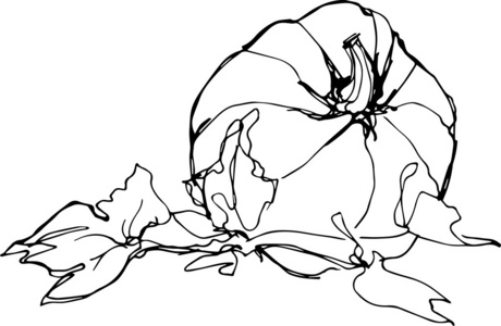 熟南瓜图片-熟南瓜素材-熟南瓜插画-摄图新视界