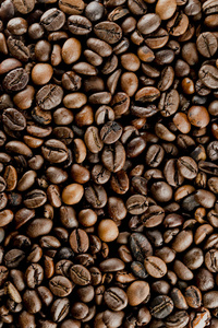 巴西咖啡生物种子图片