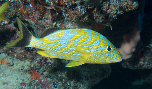 大西洋种类的鱼