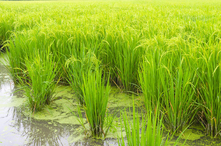 山水稻田泰国绿色水稻田照片
