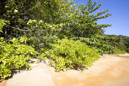风景如画的海岸国家公园, 爱管闲事的 Mangabe, 马达加斯加