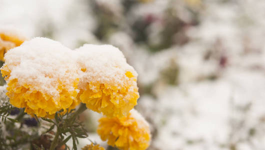 秋天盛开的花朵覆盖着积雪。冰冻的花朵覆盖着霜冻