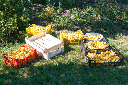 黄色的苹果放在树附近的盒子和盒子里。在草地上收获花园苹果