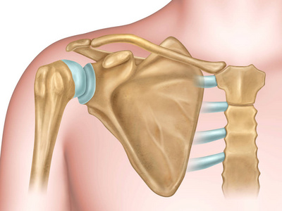 肩部骨骼解剖