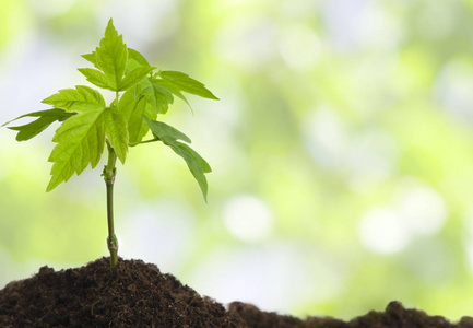 土壤抽象抽象背景下土壤幼苗生长的生态学概念照片