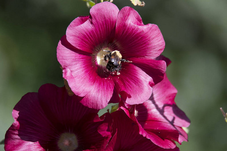 班布尔蜜蜂采集花粉