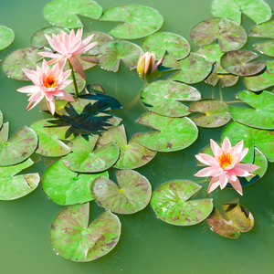 美丽的粉红色睡莲或莲花花，在池塘里