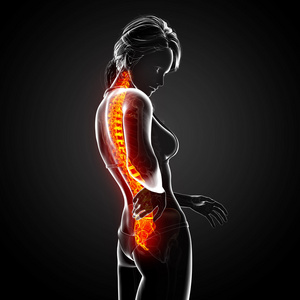 突出显示脊髓人类腰痛的插图
